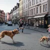 Pößneck, Germania: Un chihuahua, grav rănit după atacul unui câine lăsat liber
