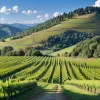 Cum s-a transformat locul din imaginea "Bliss", cel mai cunoscut tapet Windows XP