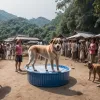 Câine blocat cu capul într-un container de plastic în Thailanda: Sătenii au sărit în ajutor