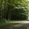 Germania: Adolescent atacat cu spray paralizant într-o zonă împădurită din Haan