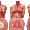Ciroza hepatică: boala periculoasă de ficat despre care trebuie să ştim după moartea lui Naddel