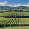 Ce s-a întâmplat cu „Bliss” – cel mai faimos fundal de pe Windows XP, văzut de miliarde de oameni