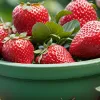 Cum să cultivi căpșuni delicioși în grădină și pe balcon: ghid complet pentru o recoltă bogată
