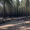 Adolescenți suspectați de incendiere: Patru tineri arestați în Germania după o serie de incendii de pădure