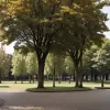 Copaci deteriorați în Frankfurt de persoane necunoscute, poliția caută martori