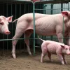 Influențera Bibi Heinicke, în lacrimi: De ce vedeta internetului a acuzat lanțul de supermarketuri Edeka de cruzime față de animale?