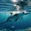 Populația de marsuini din Marea Baltică în declin dramatic: amenințarea dispariției