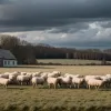 Cruzime șocantă în Germania: Agresorul a tăiat nasul unei oi, a eviscerat un miel și a furat altul