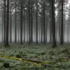 Crimă în Germania: cadavrul unei tinere de 21 de ani, găsit în pădure; un minor de 16 ani, arestat