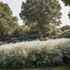 Invazie de omizi în Saxonia Inferioară: Pânza fantomatică acoperă copacii