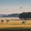 Alertă în Germania: Poliția caută un nandu periculos care a evadat