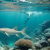 Somni giganți invadează Lacul Garda din Italia: pescarii trag un semnal de alarmă