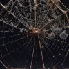 Puzzle Vizual: Găsești cele cinci muște ascunse în pânza de păianjen?