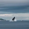 Alertă rară în Marea Baltică: Un pescar a zărit o balenă uriașă de 7 metri lângă Germania