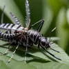 Țânțarul Tigru Asiatic se Extinde în Europa: Purtător Periculos de Boli