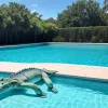 Descoperire șocantă într-o piscină din Florida: Un aligator de 2 metri se "relaxa" în apă, a fost chemată poliția
