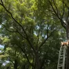 Salvare neobișnuită în SUA: Câine blocat la 10 metri înălțime într-un copac