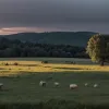 Act de cruzime asupra animalelor în Germania: Oi torturate pe o pășune, poliția cere ajutor