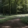 Cadavru de femeie descoperit într-o pădure lângă Göttingen, Germania: Poliția investighează