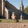 În Lübeck, Germania, trecătorii au salvat un șoim tânăr căzut din cuib