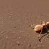 Descoperire surprinzătoare în Germania: Cel mai mic greier, de doar 4 mm, găsit pentru prima dată într-o nouă regiune