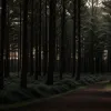 Scene de groază în pădure: Bărbat atacat și amenințat cu cuțitul lângă Dortmund, a reușit să scape