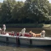 Câine salvat în Germania după ce a căzut în canal și a plutit 20 de kilometri spre o centrală electrică