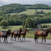 Cai evadați au blocat traficul pe o stradă din Stolberg, Germania