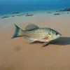 Pericol ascuns pe plajă: Ce trebuie să știi despre cel mai veninos pește din Marea Nordului și Marea Baltică