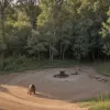 Pui de căprioară salvat dintr-un puț adânc de pompierii din Saxonia Inferioară, Germania