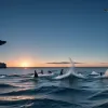 Suprapescuitul face ca scrumbia de Marea Baltică să se micșoreze: o problemă ecologică majoră
