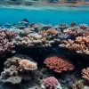 Rezultatele Conferinței Oceanelor de la Nisa: Ce perspective se deschid pentru mările lumii?