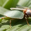 Recolta de cartofi în Germania, amenințată de o insectă: Legumele devin „cauciucate”