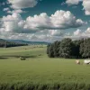Un miel a fost furat de pe o pășune din Germania, orașul Helmsdorf