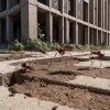 Furnici invazive Tapinoma magnum amenință clădirile și infrastructura din Germania