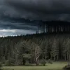 Furtuna "Tim" lovește Germania: copaci doborâți și distrugeri locale