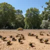 Copil de doi ani, în stare critică la terapie intensivă în SUA, după ce a fost atacat de viespi: Peste 150 de înțepături au cauzat insuficiență de organe