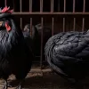 Dosar penal cu cocoș în Germania: Un exemplar rar de 4000 € a dispărut și a fost vândut cu 20 €