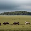 Dispută în Germania pe tema gestionării lupilor: Landurile federale se contrazic asupra metodei de evaluare și vânătoare