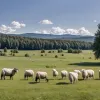 Schimbare surprinzătoare: Atacurile lupilor asupra animalelor domestice în Brandenburg au scăzut semnificativ
