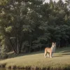 Alertă în Germania: O felină mare, posibil un prădător, a fost văzută în Saxonia-Anhalt