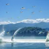 Fenomen neobișnuit pe un lac din China: Sute de pești sar din apă