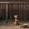 Abandonat fără scrupule: Povestea cățelușului Lotti, aruncat peste un gard de 1,8 metri în Germania