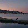Alertă în Braunsbedra: O felină mare, observată în Saxonia-Anhalt, Germania