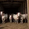 Imaginile șocante din fermele Bioland: Conducerea confruntată cu acuzații de suferință animală