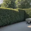 Incident în Germania: Un bărbat a incendiat accidental un gard viu în timp ce plivea cu arzătorul cu gaz
