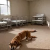 Atac mortal al unui porc spinos asupra câinilor dintr-un adăpost german: cine plătește factura medicală de 25.000 de euro?