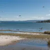 Gâștele, alungate de vulturi și șoimi de pe un lac din Germania: o soluție inedită împotriva excrementelor
