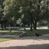 O femeie din Duisburg, Germania, a dus o "grenadă" găsită în parc la poliție – s-a dovedit a fi o replică