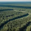 Primarul Berlinului Kai Wegner anulează planurile pentru turbine eoliene în Grunewald
